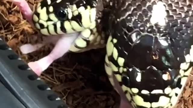 My Two Headed Snake eating. Yes both heads eat!