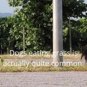 Why dogs eat grass and leaves?