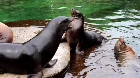 Pure Joy: Adorable Otters Playing in Water"