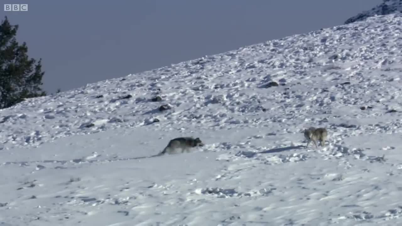 Daughter Wolf Sneaks Away to Mate with Outcast Male | BBC Earth