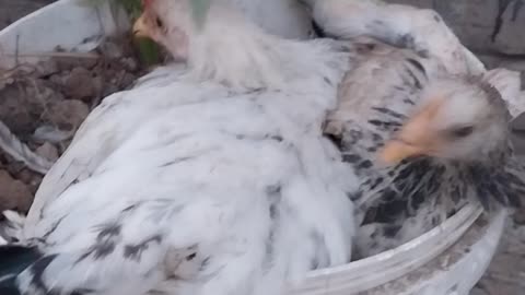 Chickens relax