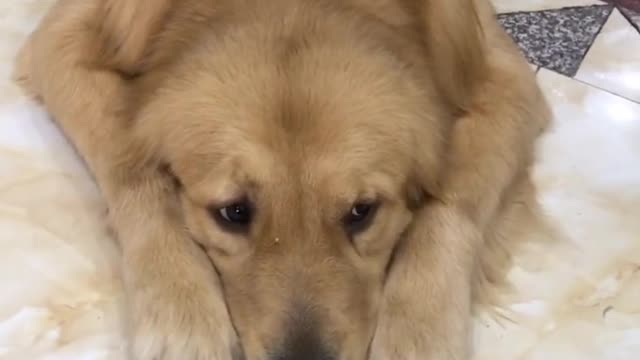 The dog's heart hurts