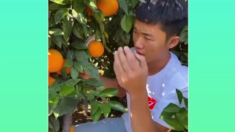 Fruit Cutting Ninja Tech