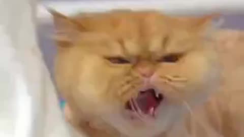 Angry cat