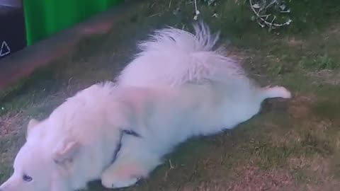 That move made me laugh.