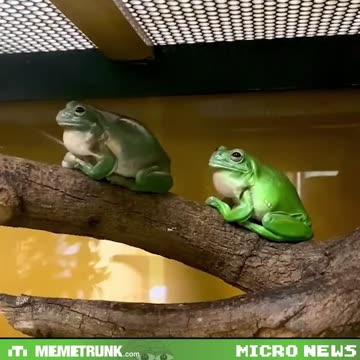 Frog Frens