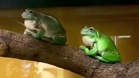 Frog Frens
