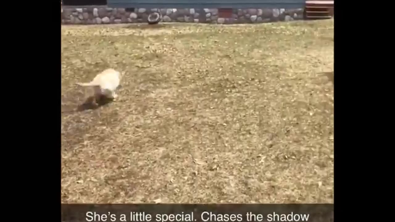 Funniest Animals 🐧 Cutest Animals Ever