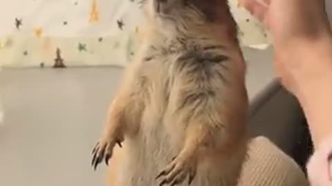 Prairie Dog - Don't Stop Petting Me.