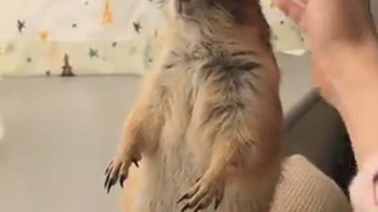 Prairie Dog - Don't Stop Petting Me.