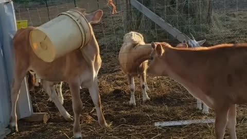 Curious cow gets trapped in bucket of darkness