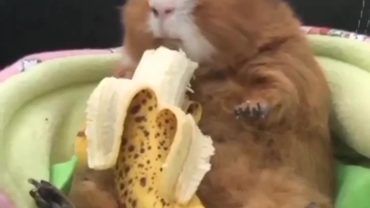 Cute little animal eating.