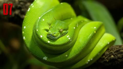 10 Most Beautiful Snakes In Our Planet!!