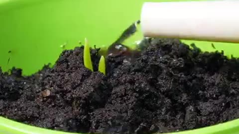 Grow plants