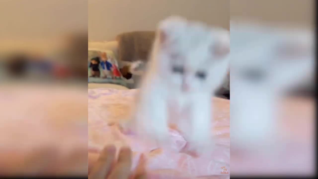 Baby Cats - Funny and Cute Baby Cat Videos Compilation