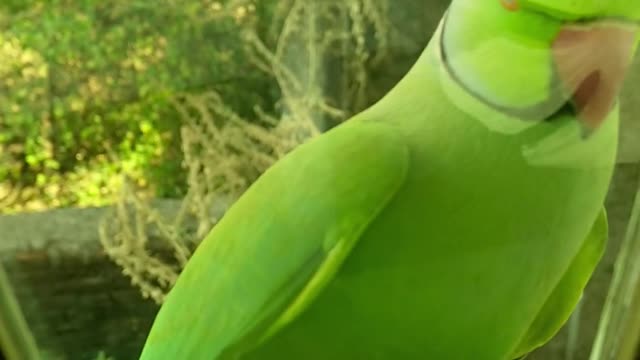 A green parrot perched on a glass window ledge