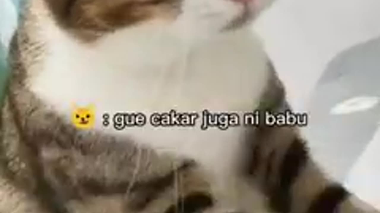 What a funny catππππ€£π€£ππ
