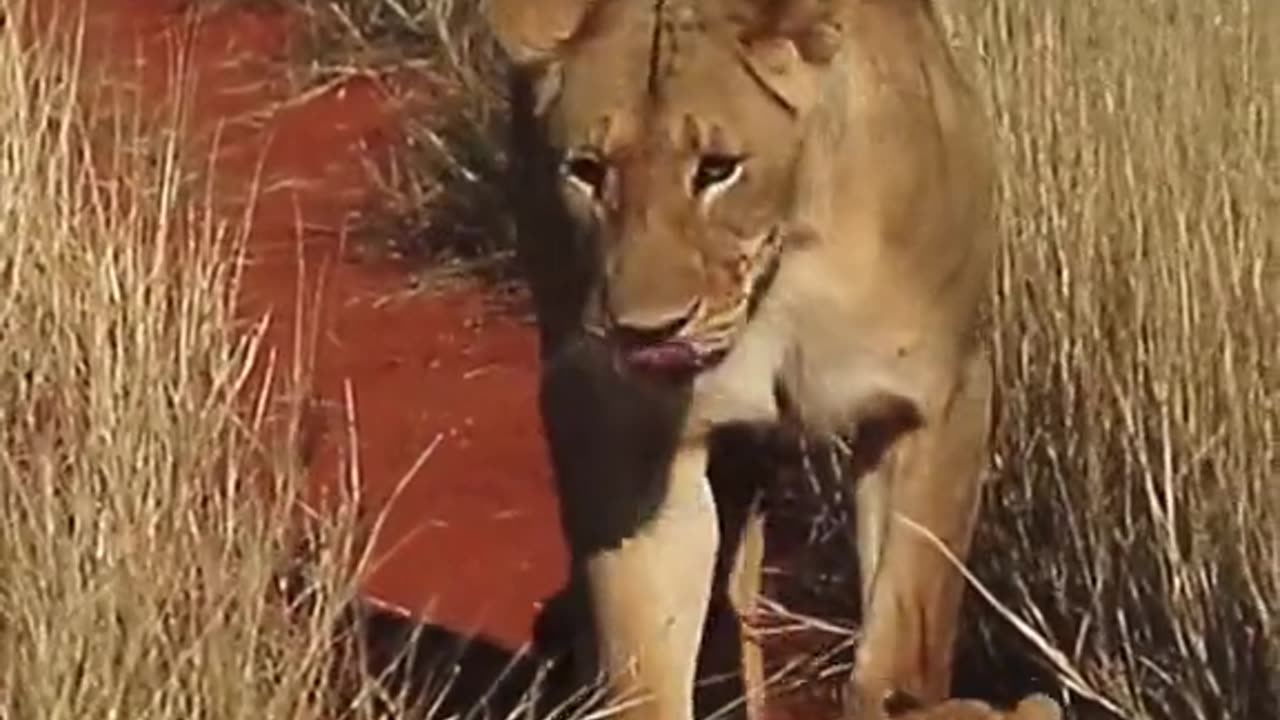 Mommy lion dribbles her tiny cub like a soccer ball