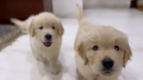 Sherru’s Lovable puppies..! A dog is the only thing on earth that loves u more than u love yourself.