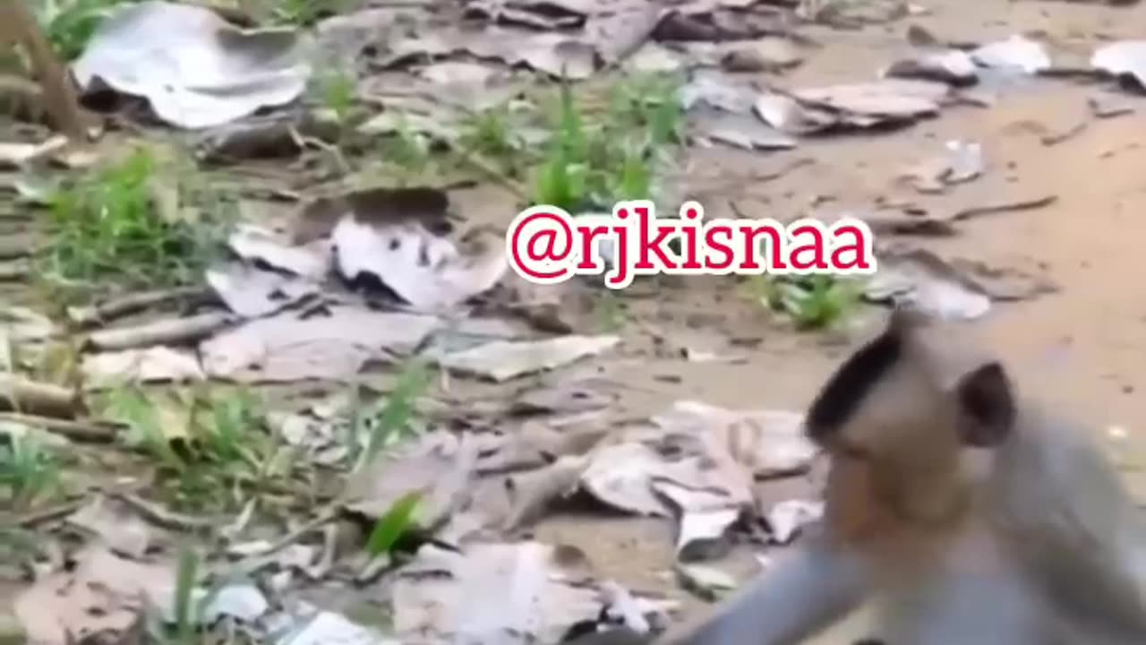 Cute monkey