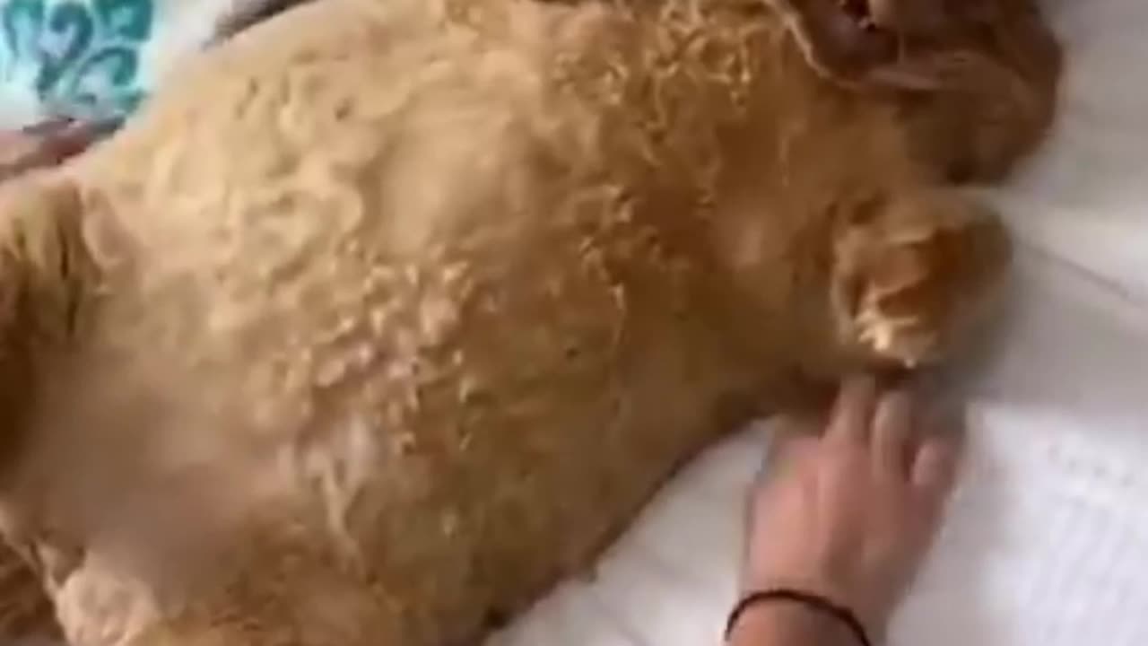 Animal Funniest Videos Compilation - Animal Moment Funny Video