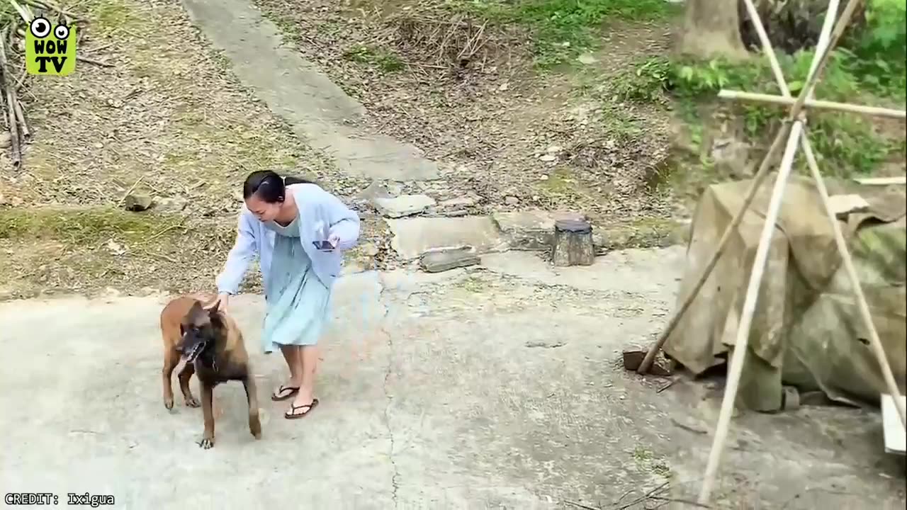 35 Hero Animals That Saved Human Lives !