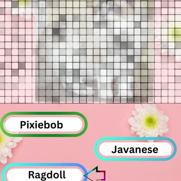 Purrfect Pets Quiz My Furry Friends Challenge 8