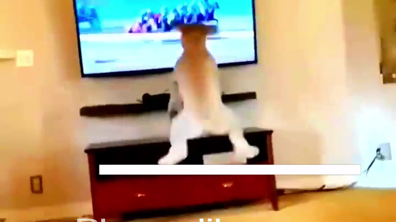 Funny Animal Videos 2024 Best Dogs And Cats Videos 😺😍 #56,7y