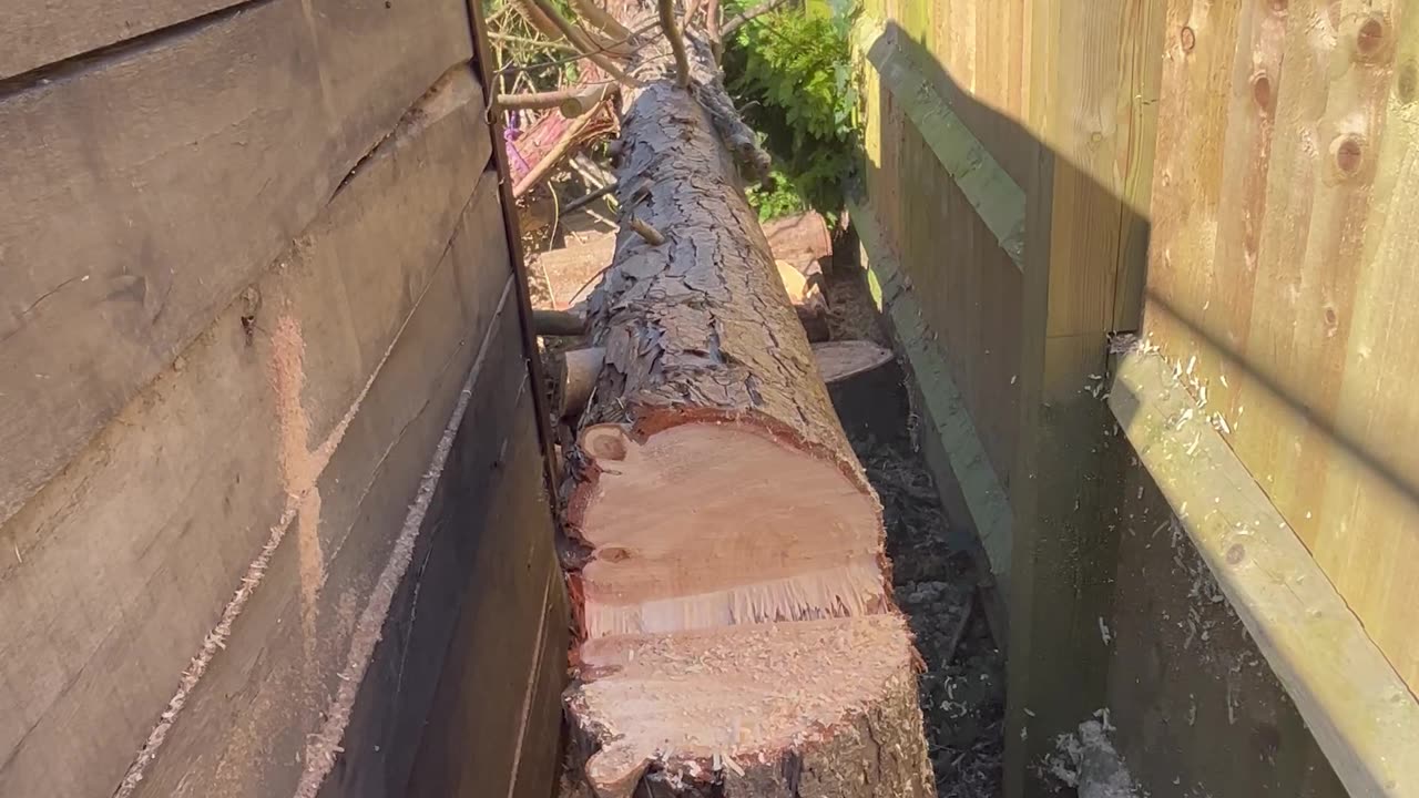 Precise Tree Cutting