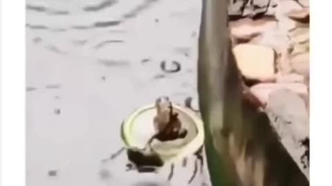 Frog Titanic