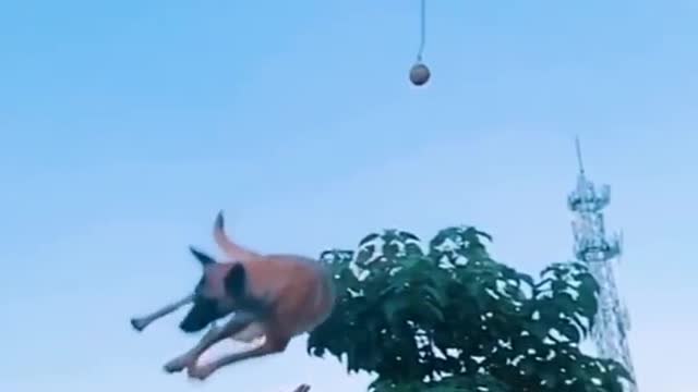 Dogs That Fly - Malinois & Alsatian Dogs Show Their Jumping Agility #Shorts