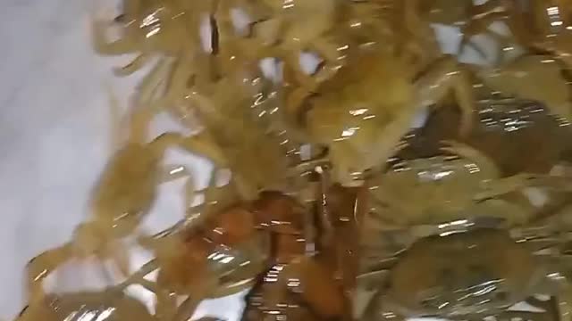 LOBSTER – fish