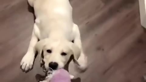 Funny Puppies