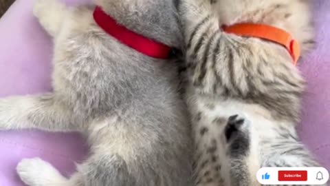 Cute Cats military