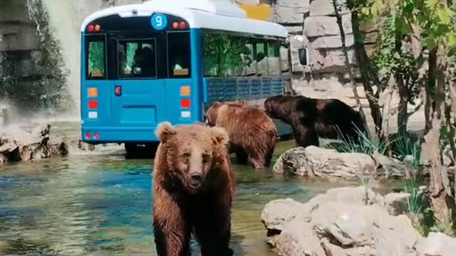 Brown bear