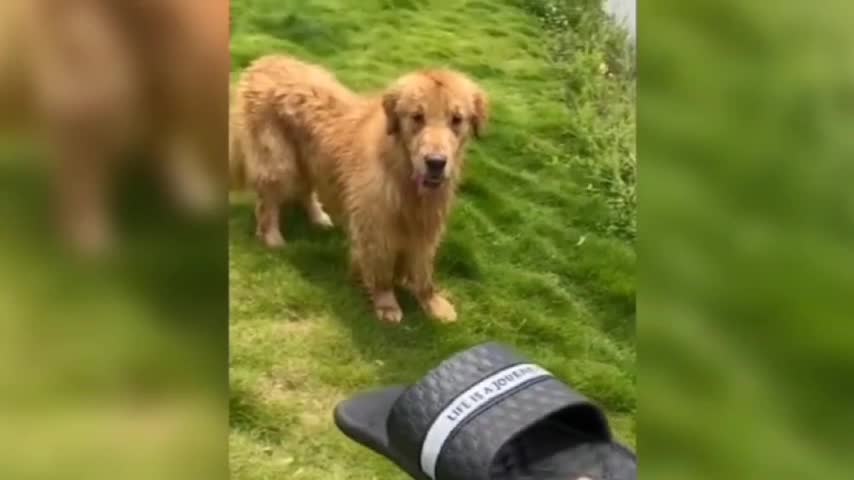 Dogs go in the water, just for this