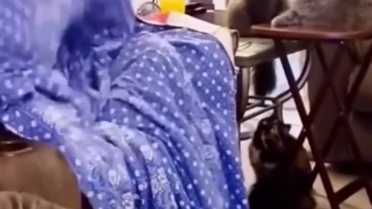 Funny dogs