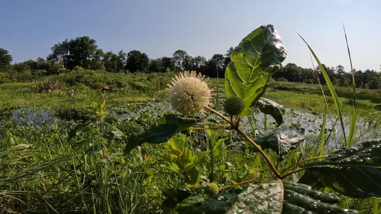 Sugar Shack Buttonbush