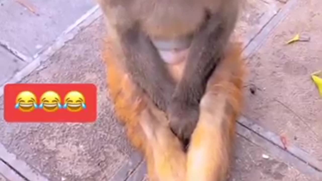 Funny monkeyhttps://youtu.be/ChH3mgE8JWw?si=coLsUohNZt7Mw4V8