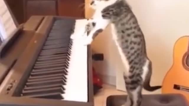 Cat Playing the Amazing Music