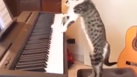 Cat Playing the Amazing Music