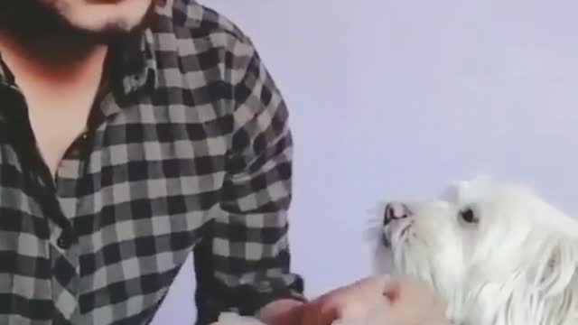funy video with beatiful dogs