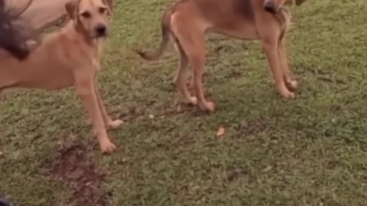 Animal funny moment