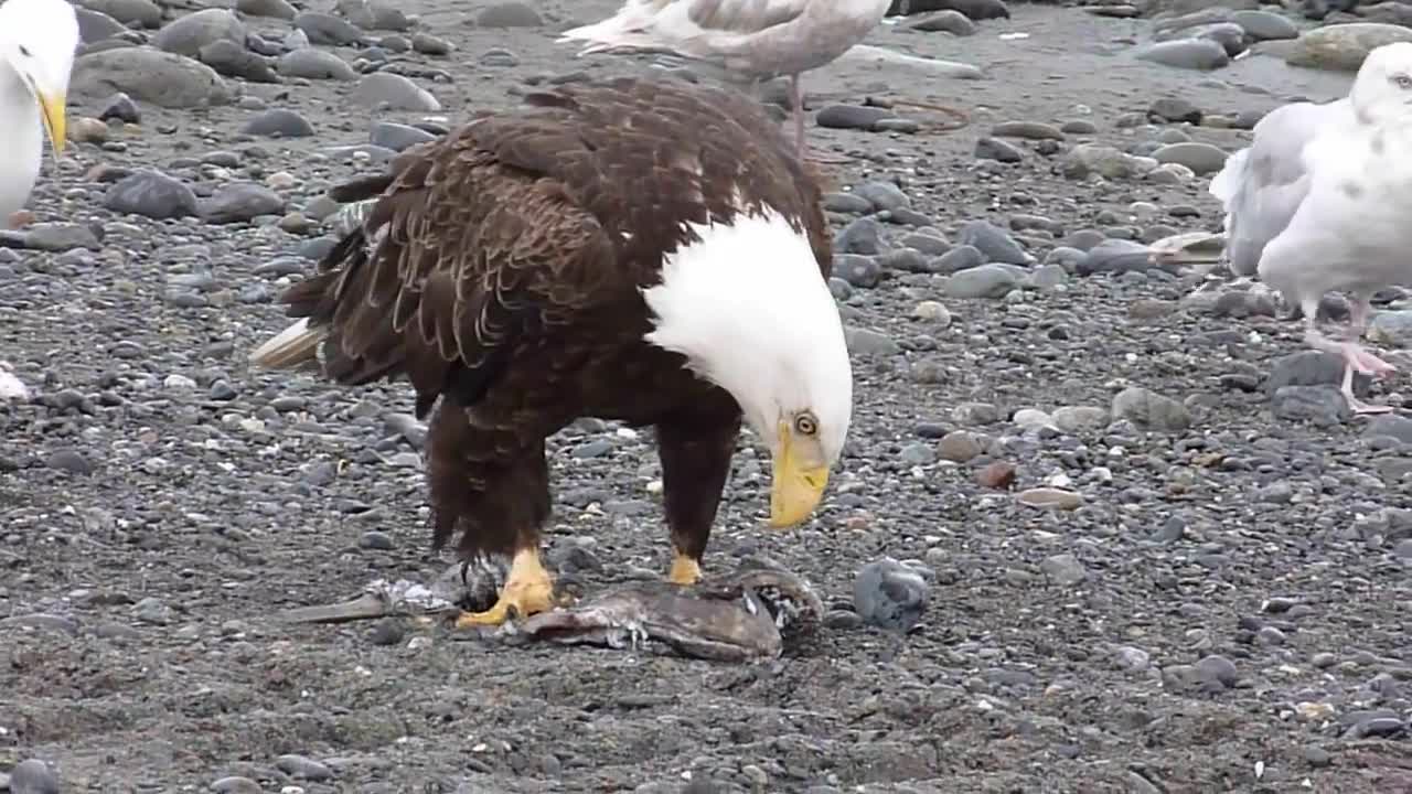 Bald Eagle Walking