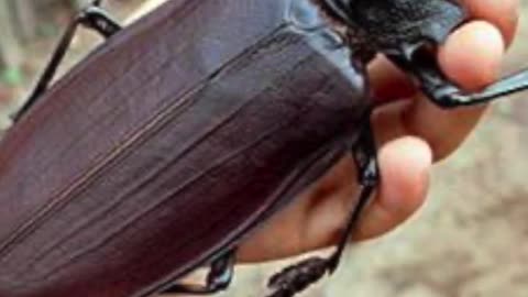 🐞😱🦟 Top 3 LARGEST Insects in The World!