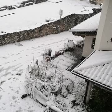 Important cat mission during the snow