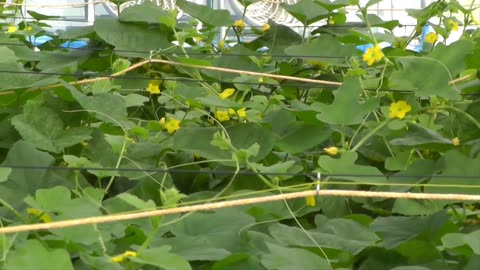 Awesome Hanging Hydroponic Melon Greenhouse - Japan Agriculture Technology - Hanging Melon Harvest