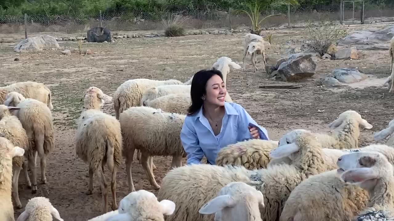 cute sheep