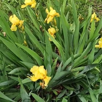 Yellow Iris