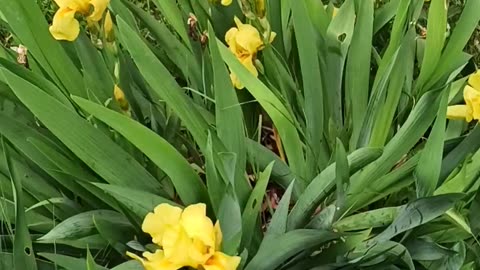 Yellow Iris